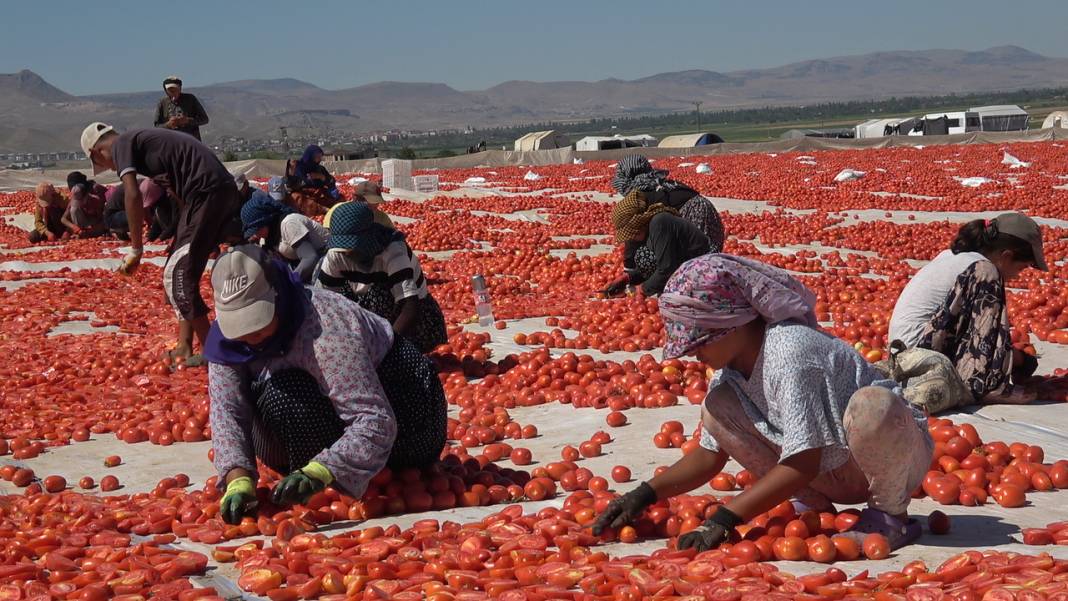 Avrupalı pizza devlerinin gözü kulağı Kayseri'deki hasatta 4